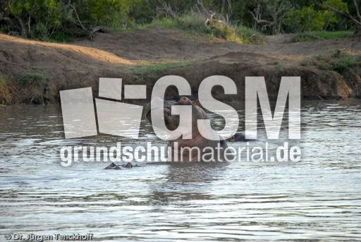 Flusspferd (48 von 104).jpg